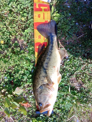 ラージマウスバスの釣果