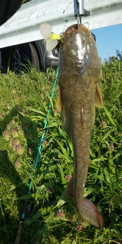 ナマズの釣果