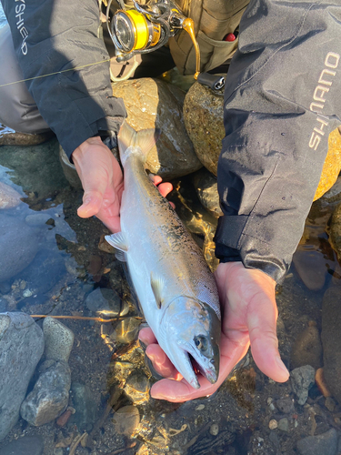 サツキマスの釣果