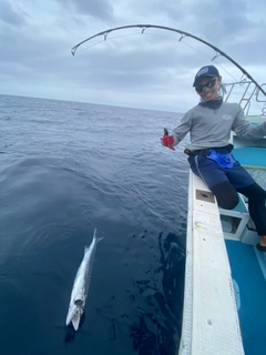 オニカマスの釣果