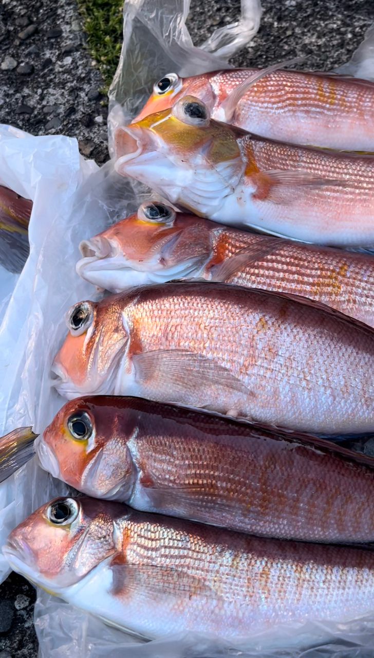 たこ釣りたい🐙さんの釣果 2枚目の画像