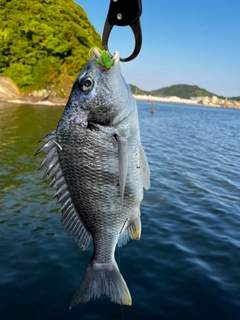 キビレの釣果