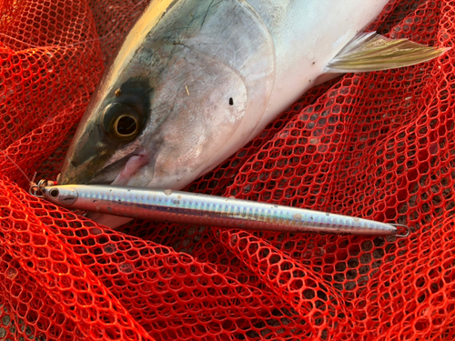 メジロの釣果