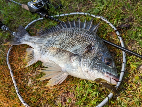 キビレの釣果