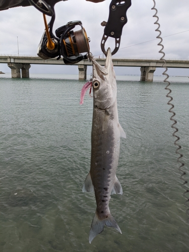 オニカマスの釣果