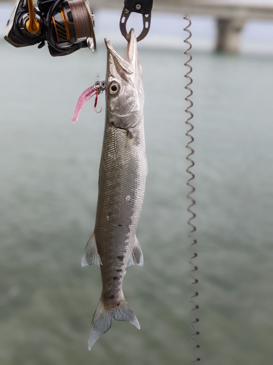 オニカマス