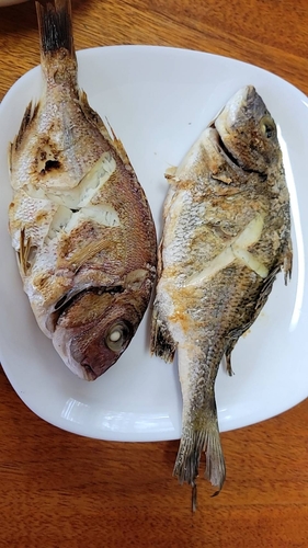 チヌの釣果