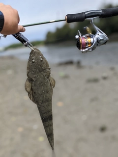 ミナミマゴチの釣果