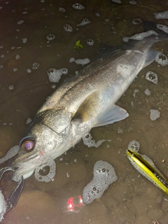 セッパ（マルスズキ）の釣果