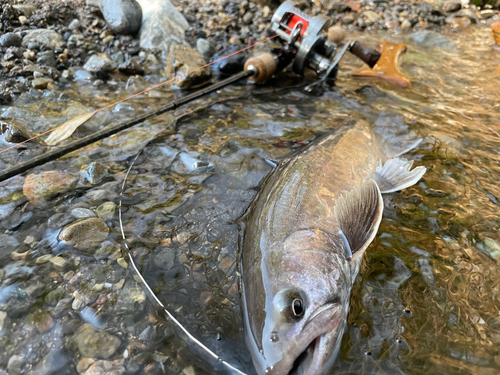 イワナの釣果