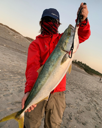 ブリの釣果