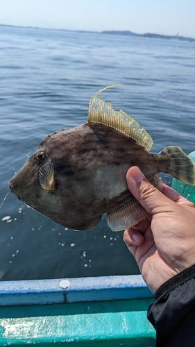 カワハギの釣果