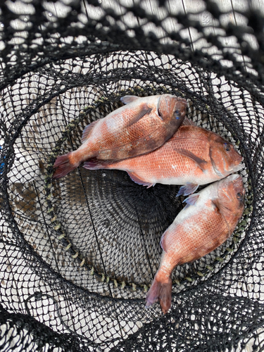 マダイの釣果