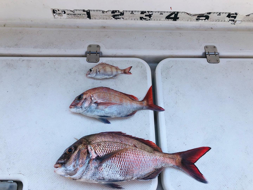 マダイの釣果