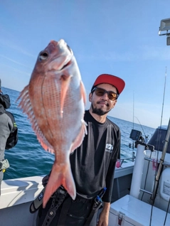 マダイの釣果