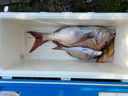 マダイの釣果