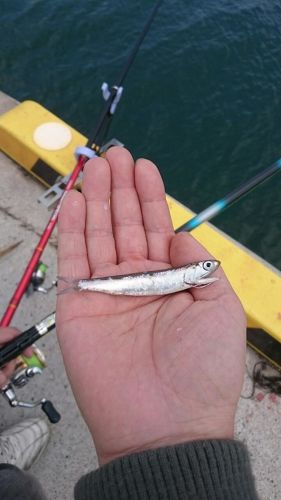 カタクチイワシの釣果