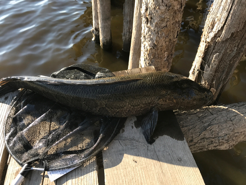 ライギョの釣果