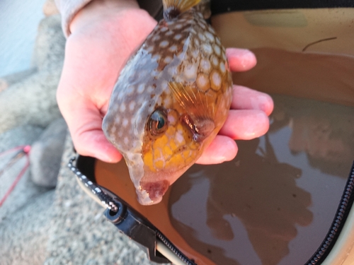 ハコフグの釣果