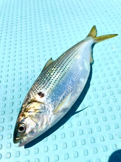 コノシロの釣果