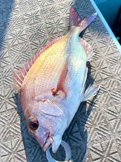 マダイの釣果