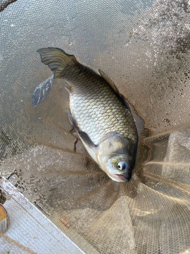 ヘラブナの釣果