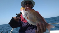 レンコダイの釣果