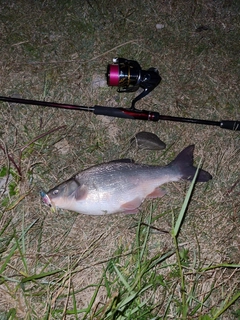 ウグイの釣果