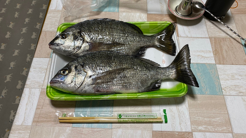 クロダイの釣果