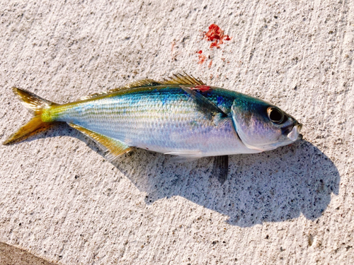 タカベの釣果