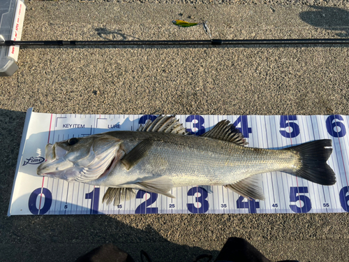 シーバスの釣果