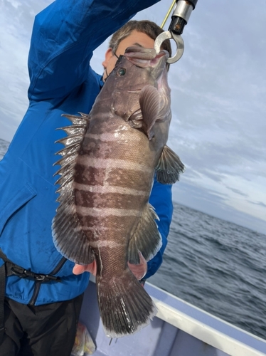 マハタの釣果