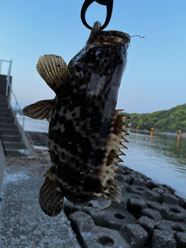 ヤイトハタの釣果