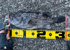 クロソイの釣果