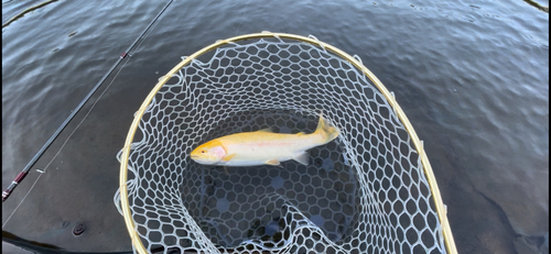 ニジマスの釣果