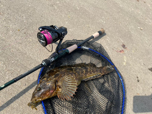 アイナメの釣果