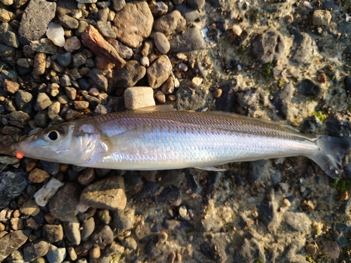 キスの釣果