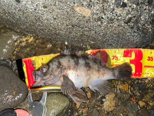 シロメバルの釣果