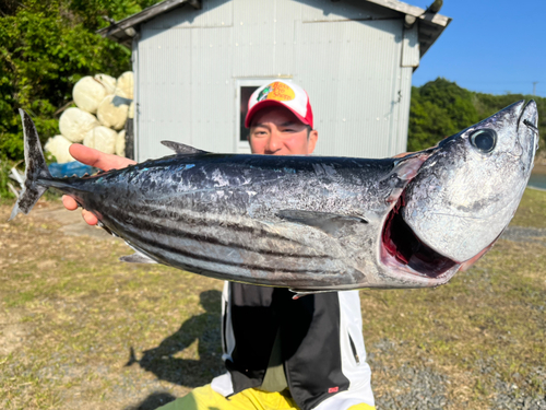 カツオの釣果