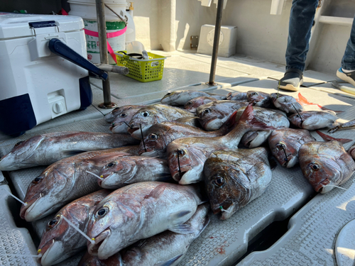 マダイの釣果