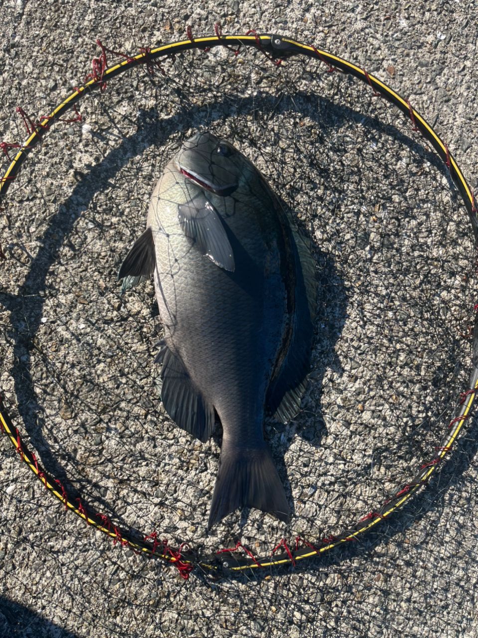 アングラ吉野のKさんさんの釣果 3枚目の画像