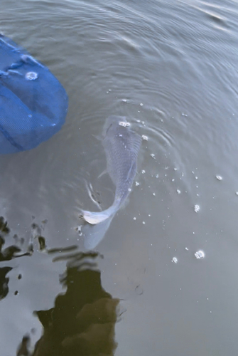 ヘラブナの釣果