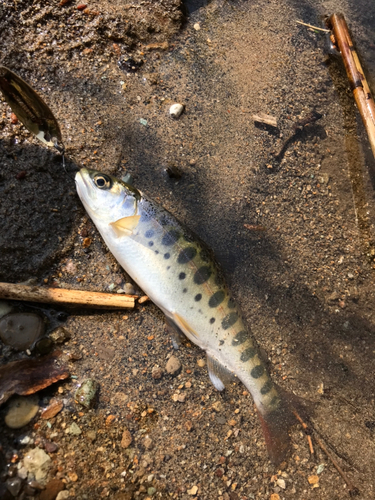 ヤマメの釣果