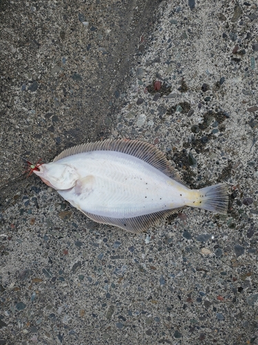 カレイの釣果