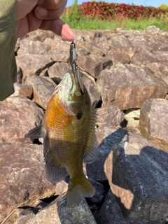 ブルーギルの釣果