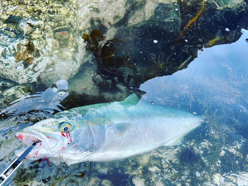 ブリの釣果