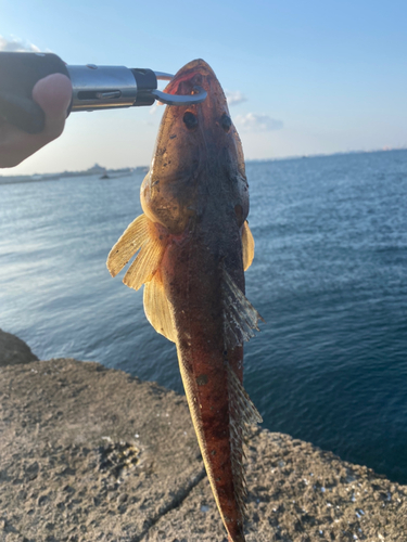 マゴチの釣果