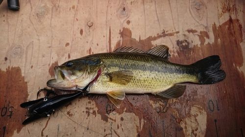 ブラックバスの釣果