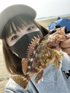 アラカブの釣果