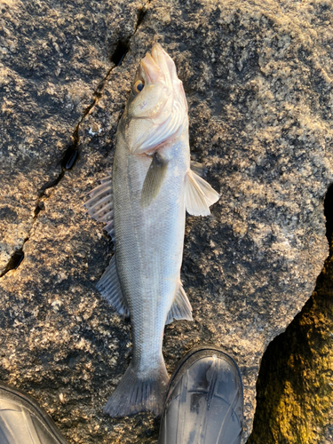 セイゴ（マルスズキ）の釣果